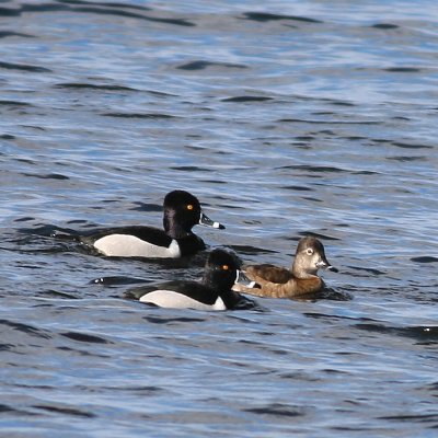 Ring-necked Ducks