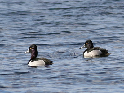 Ring-necked Duck ♂