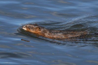 Common Muskrat