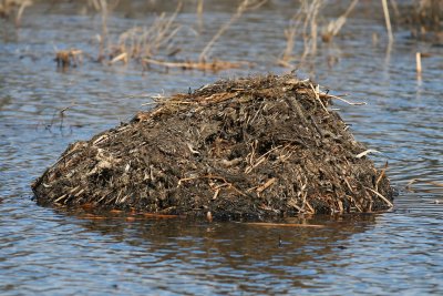 Muskrat House