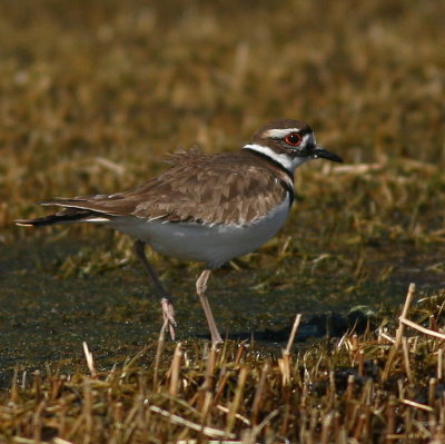 Killdeer