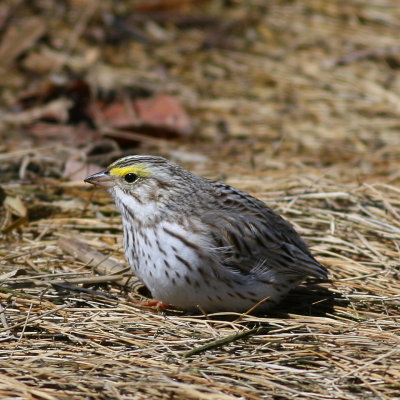 Savannah Ipswich Sparrow