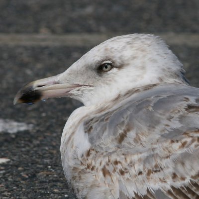 Herring Gull / 2nd winter