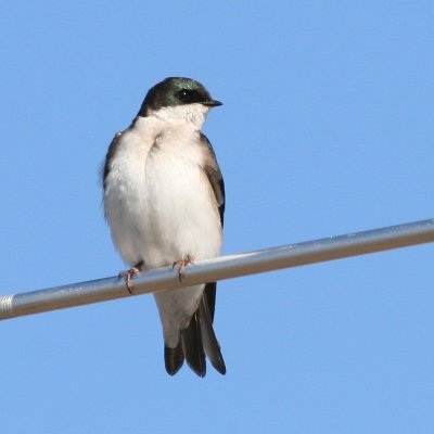 Tree Swallow ♂