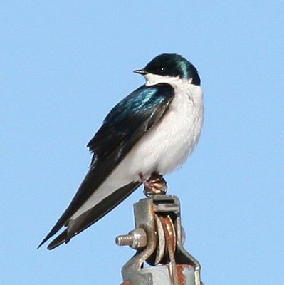 Tree Swallow ♂