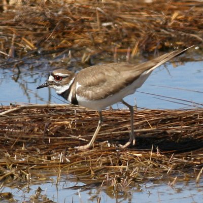 Killdeer