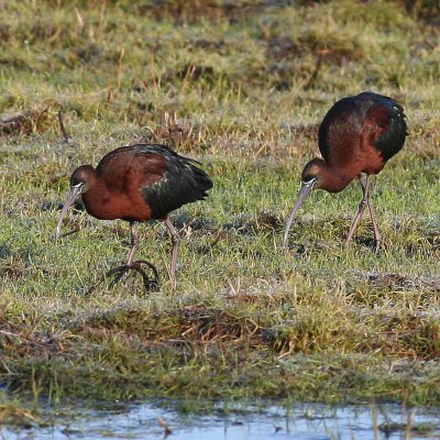 Glossy Ibis