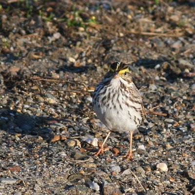 Savannah Sparrow