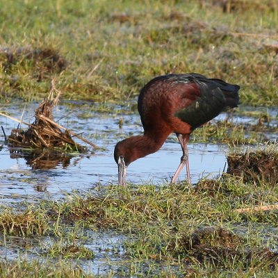 Glossy Ibis