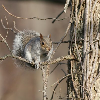 Eastern Gray Squirrel