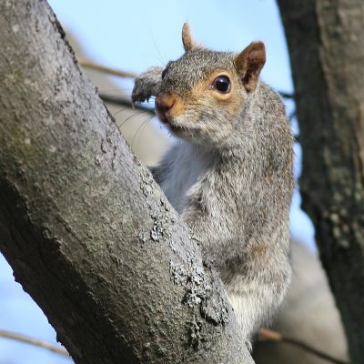 Eastern Gray Squirrel