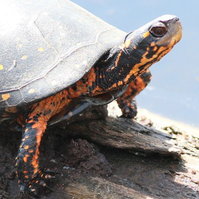 Spotted Turtle