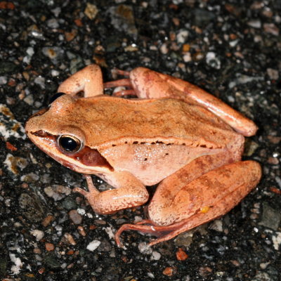 Wood Frog