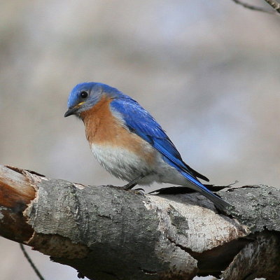 Eastern Bluebird ♂