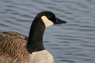 Canada Goose