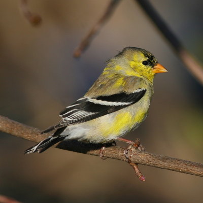 American Goldfinch