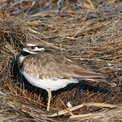 Killdeer