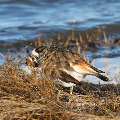 Killdeer