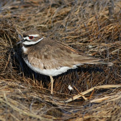 Killdeer