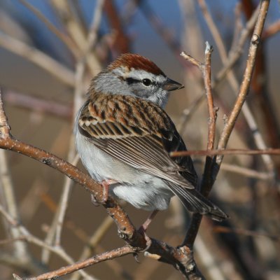 Chipping Sparrow