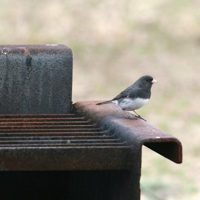 Slate-colored Junco