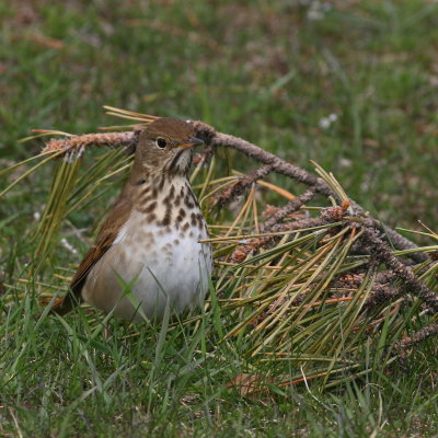 Hermit Thrush