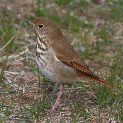 Hermit Thrush