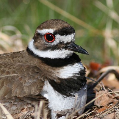 Killdeer