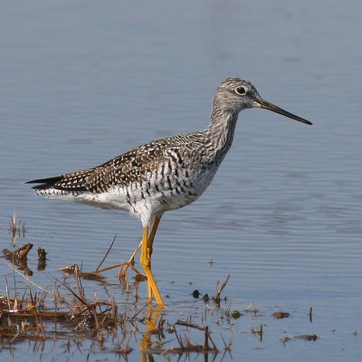 Greater Yellowlegs