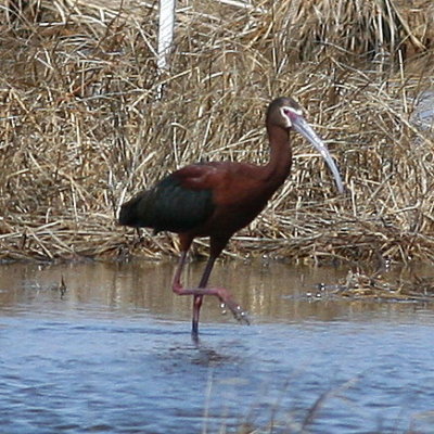 White-faced Ibis