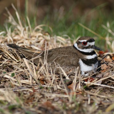 Sitting on eggs.