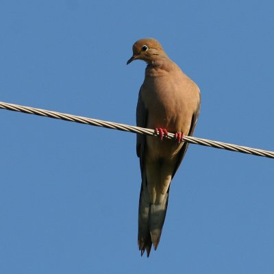 Mourning Dove