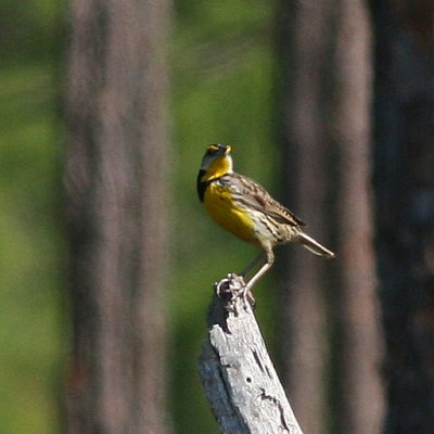 Eastern Meadowlark