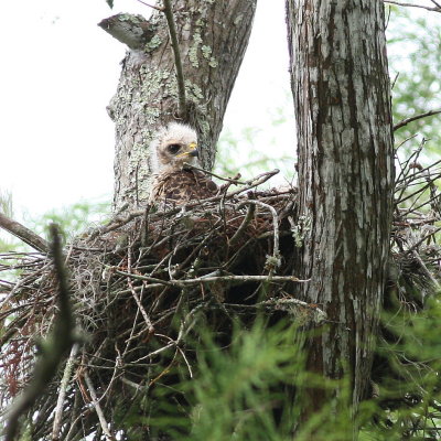Nest with chick