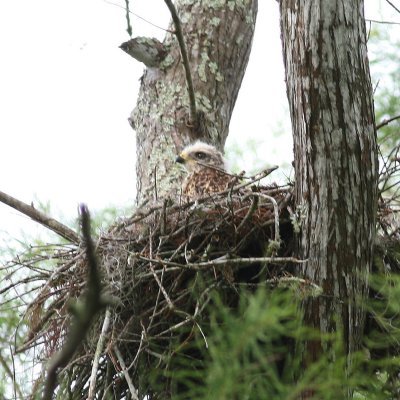 Nest with chick