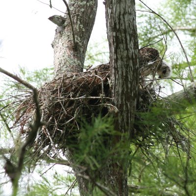Nest with chick