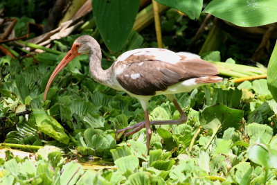White Ibis / juvenile
