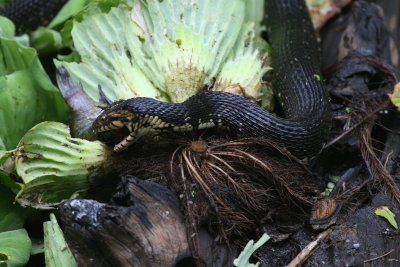Florida Banded Water Snake