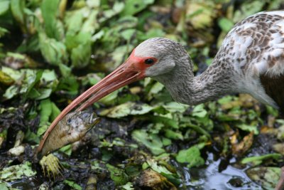 White Ibis / juvenile