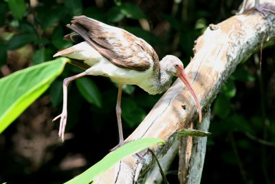 White Ibis / juvenile