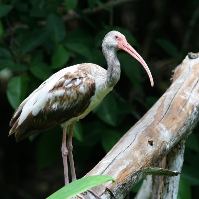 White Ibis / juvenile