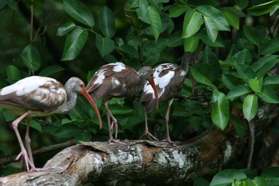 White Ibis / juvenile