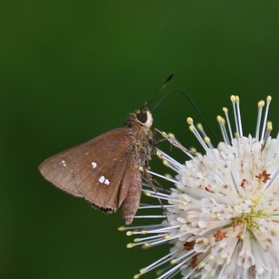 Twin-spot Skipper