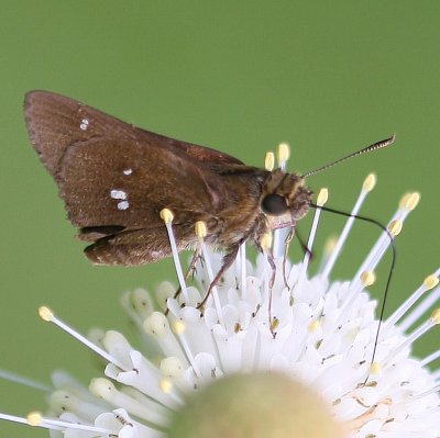 Twin-spot Skipper