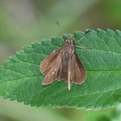 Twin-spot Skipper