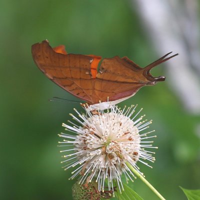Ruddy Daggerwing