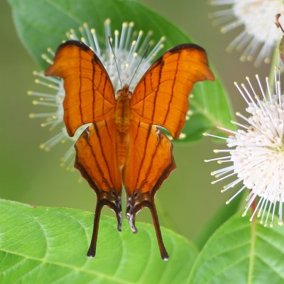 Ruddy Daggerwing