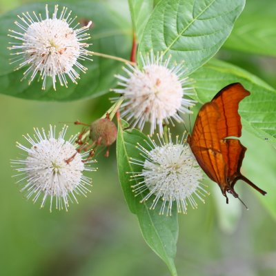 Ruddy Daggerwing