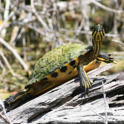 Yellowbelly Slider