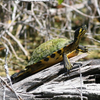 Pond Slider